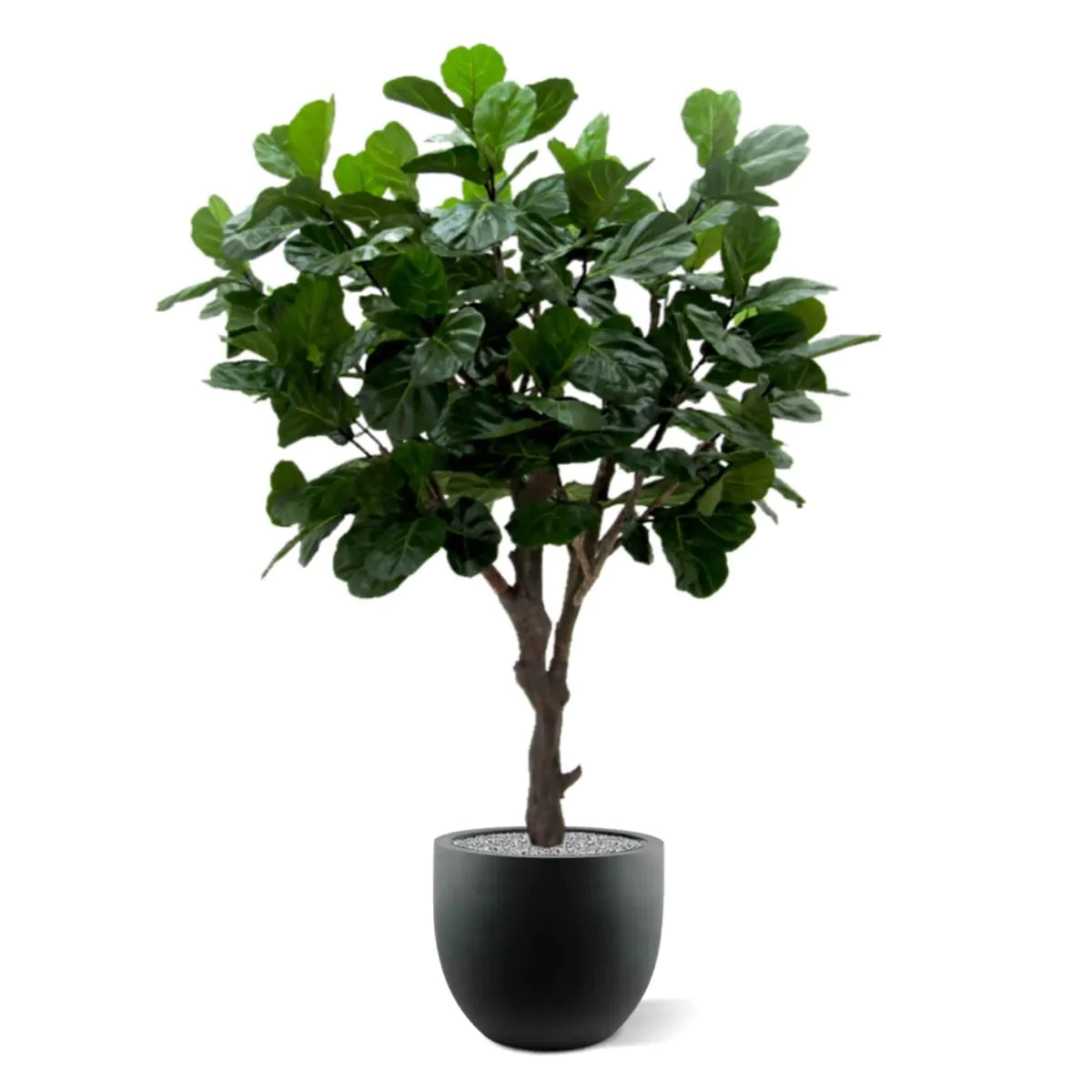 3 Ft Artificial Giant Lyrata tree 260 cm on trunk – enhances any living space naturally