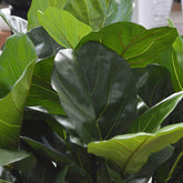 3 Ft Artificial Giant Lyrata tree 260 cm on trunk – brightens up dull corners effortlessly