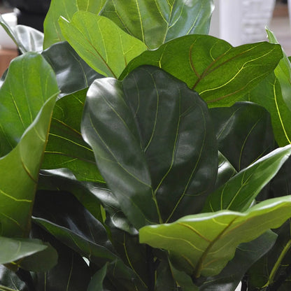 3 Ft Artificial Giant Lyrata tree 260 cm on trunk – brightens up dull corners effortlessly