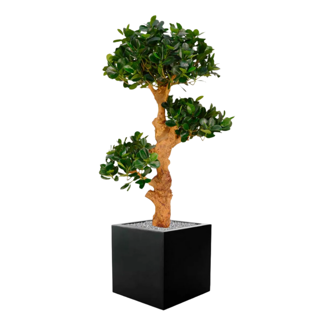 Vibrant 3 Ft faux Panda Bonsai Trio for indoor and outdoor decoration
