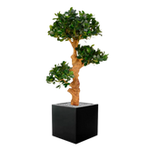 Vibrant 3 Ft faux Panda Bonsai Trio for indoor and outdoor decoration
