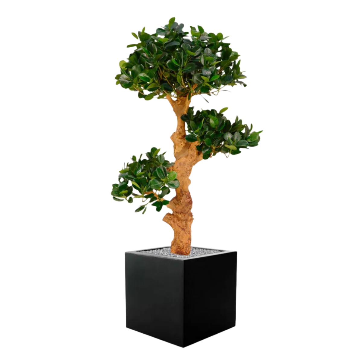 Vibrant 3 Ft faux Panda Bonsai Trio for indoor and outdoor decoration
