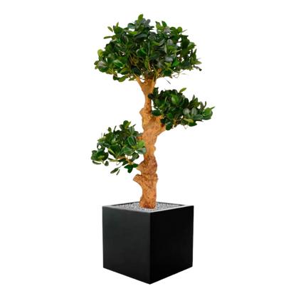 Vibrant 3 Ft faux Panda Bonsai Trio for indoor and outdoor decoration
