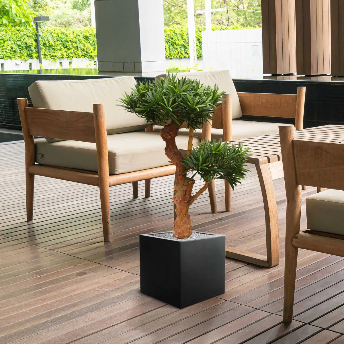 Premium 2 Ft UV-protected faux Podocarpus Bonsai for lasting beauty
