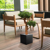 Premium 2 Ft UV-protected faux Podocarpus Bonsai for lasting beauty
