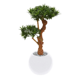 Decorative 2 Ft artificial Podocarpus Bonsai with realistic branches and leaves
