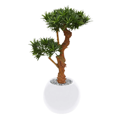 Decorative 2 Ft artificial Podocarpus Bonsai with realistic branches and leaves
