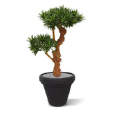 High-quality 2 Ft UV-resistant Podocarpus Bonsai for outdoor landscaping
