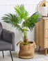 3 Ft Artificial Fan Palm (Without Pot) – styled for modern home interiors
