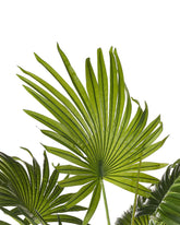3 Ft Artificial Fan Palm (Without Pot) – full plant shot showcasing realistic foliage